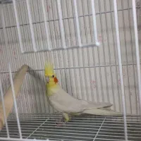 جفت عروس هلندی با جوجه|پرنده|مشهد, شهید قربانی|دیوار