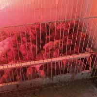 بلدرچین ،جوجه یک روزه