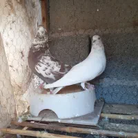 کبوتر پرشی پلنگ قرمز و سبز کله جز دست پر ابلغ سیاه|پرنده|رشت, کوی جام جم|دیوار