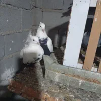 فروش ۲ جفت کبوتر ذات دار