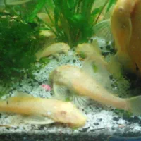 ماهی پلاتی لجن خار  میگوردچری حلزون کلیر|ماهی|ارومیه, |دیوار