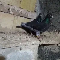 کفتر مسافتی پلاکی المانی جان اردن