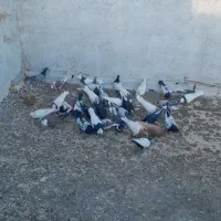 کفتر هوا|پرنده|کاشمر, |دیوار