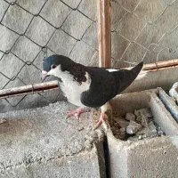 پرنده|پرنده|خرمشهر, |دیوار