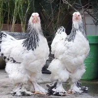 برهما لایت|حیوانات مزرعه|رشت, فلسطین|دیوار