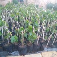 مو انگور ریشه دار کشمشی