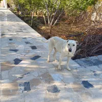 واگذاری سگ نگهبان