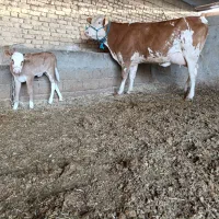 گاو زاییده شکم اول با گوساله ماده