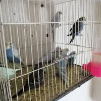 جوجه مرغ عشق رنگ خاص