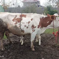 فروش گاو سیمینتال با گوساله مونت ماده