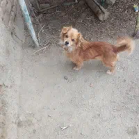 سگ نژاد مالتیز ماده فروشی