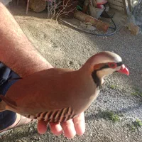 بلدرچین، جوجه، پرنده