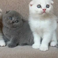 گربه اسکاتیش سفید و بلو