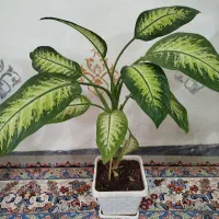 گل طبیعی|گل و گیاه طبیعی|ایوان, |دیوار