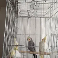 عروس هلندی