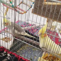 عروس هلندی|پرنده|رزن, |دیوار