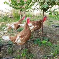 بوقلمون بور بن سالم و بسیار سرحال بالغ