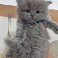 پرشین در چند رنگ