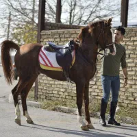 نریان سیلمی کره طوفان جنتیان&اسطوره مهتاب|اسب و تجهیزات اسبسواری|قزوین, |دیوار