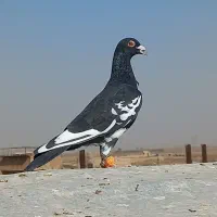 دو عدد کفتر قلدر پرشی بشرط|پرنده|نصر آباد, |دیوار