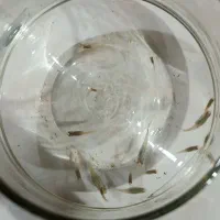 ماهی گوپی|ماهی|کرمان, |دیوار