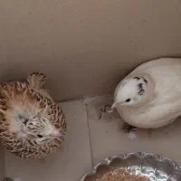 دو عدد بلدرچین بالغ و تخم گذار