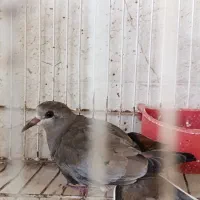 کبوتر خانگی ناماکوا|پرنده|بندرعباس, |دیوار