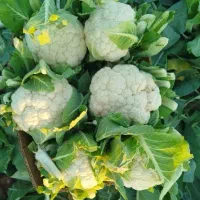 گل کلم سفید/ سوپرلوکس/۳۷ تن موجوده الان