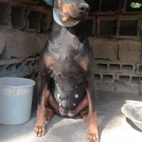 سگ دوبرمن ماده اصیل|سگ|خاوران, |دیوار