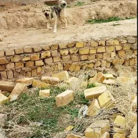سگ پژدر یک ساله