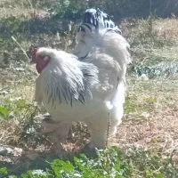 خروس برهما اصل