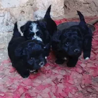 نژادشیتزو تریر