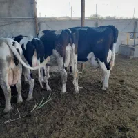 با سلام ۷ راس گاو شیری بفروش میرسد|حیوانات مزرعه|سبزوار, قصبه غربی|دیوار