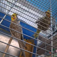 عروس هلندی نر و ماده|پرنده|مشهد, عبادی|دیوار