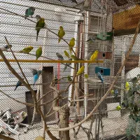 مرع عشق       ۶۰ عدد     جفتی  ۴۰۰  تومان