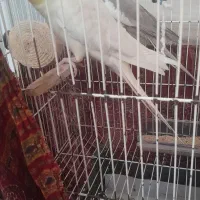 یک جفت عروس هلندی بالغ|پرنده|مشهد, پورسینا|دیوار