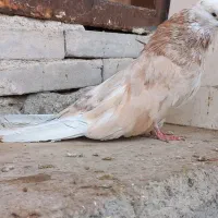 کبوتر نر