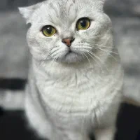 گربه بریتیش نر جفتگیری