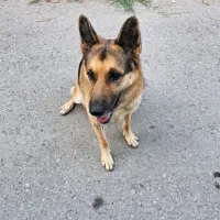 واگذاری سگ ژرمن ۱ ساله تربیت اقداماتی انجام شده|سگ|نوشهر, |دیوار