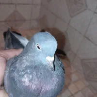 کبوتر سبز و سرور