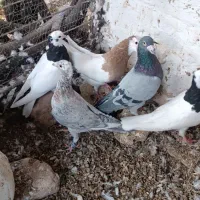 کبوتر هفترنگ و طوقی و سبز|پرنده|سبزوار, رباط|دیوار