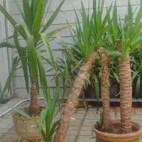 گل بن سای یوکا ارزان|گل و گیاه طبیعی|شیراز, شهرک سراج‎|دیوار