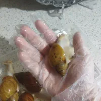 حلزون کلاژن ساز آلبینو و جیدتایگر|خزنده|کرج, گوهردشت|دیوار