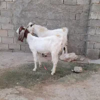 ۶ تا بز و یک کهره چبش