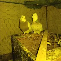 کبوتر طوقی|پرنده|بروجن, |دیوار