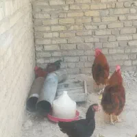 خروس یک ساله چاق چاق مخصوص قربانی