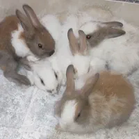 خرگوش|موش و خرگوش|فسا, |دیوار