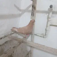 زردکاکلی|پرنده|ری, دیلمان|دیوار