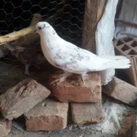 کبوتر