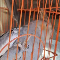 عروس هلندی نر و ماده(جفت نیستن)|پرنده|الشتر, |دیوار